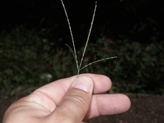 Digitaria nuda
