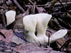 Loweomyces fractipes