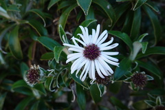 Macrolearia angustifolia