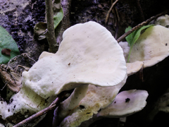 Loweomyces fractipes