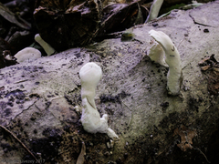 Loweomyces fractipes