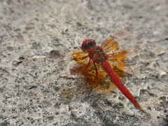 Trithemis kirbyi