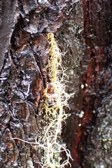 Usnea rubicunda