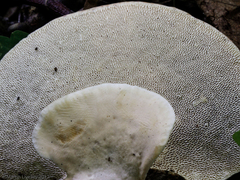 Loweomyces fractipes
