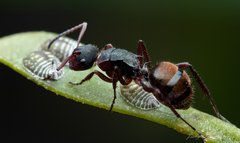 Polyrhachis lydiae