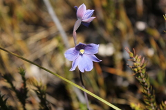 Thelymitra cyanea