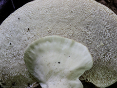 Loweomyces fractipes