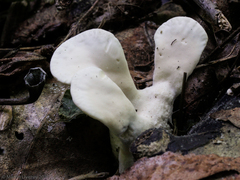 Loweomyces fractipes