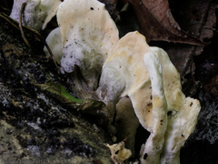 Loweomyces fractipes
