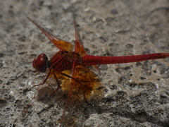 Trithemis kirbyi