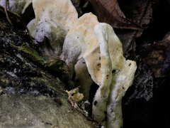 Loweomyces fractipes