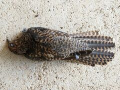 Cacomantis variolosus