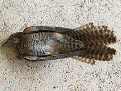 Cacomantis variolosus