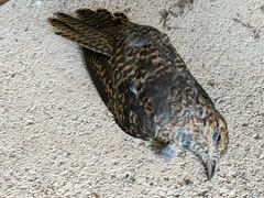 Cacomantis variolosus