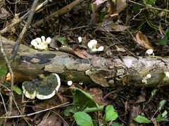 Loweomyces fractipes