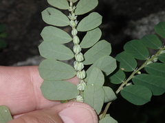 Phyllanthus leucanthus