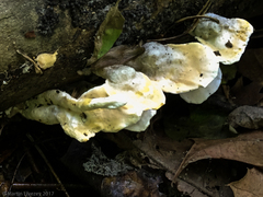 Loweomyces fractipes