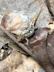 Coleodactylus septentrionalis