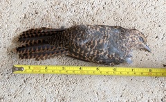 Cacomantis variolosus