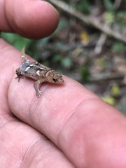 Coleodactylus septentrionalis