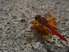 Trithemis kirbyi