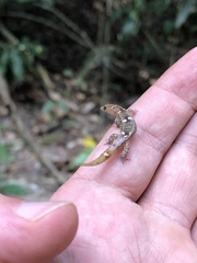 Coleodactylus septentrionalis