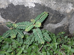 Phyllanthus leucanthus