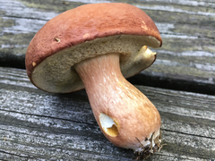 Xanthoconium purpureum