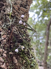 Sarcochilus hillii