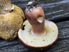 Xanthoconium purpureum