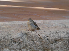 Passer domesticus