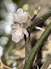 Sarcochilus hillii