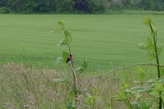 Selasphorus platycercus