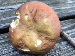 Xanthoconium purpureum