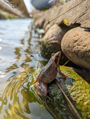 Rana longicrus