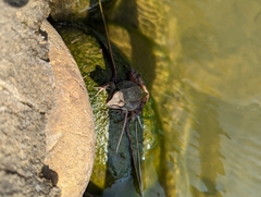 Rana longicrus
