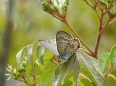 Catopyrops florinda