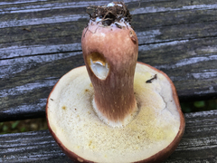 Xanthoconium purpureum
