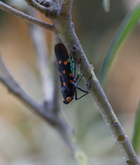 Desudaba maculata