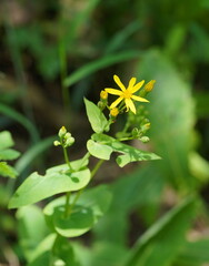 Senecio velleioides