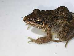 Leptodactylus fragilis
