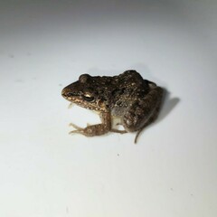 Leptodactylus fragilis