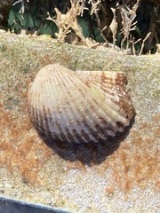 Anadara notabilis