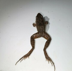 Leptodactylus fragilis