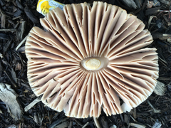 Pluteus petasatus