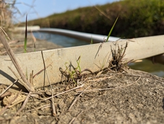 Drosera finlaysoniana