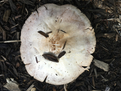 Pluteus petasatus