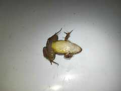 Leptodactylus fragilis