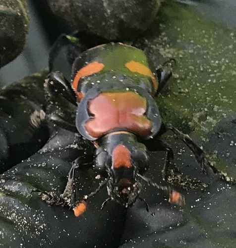 American Burying Beetle