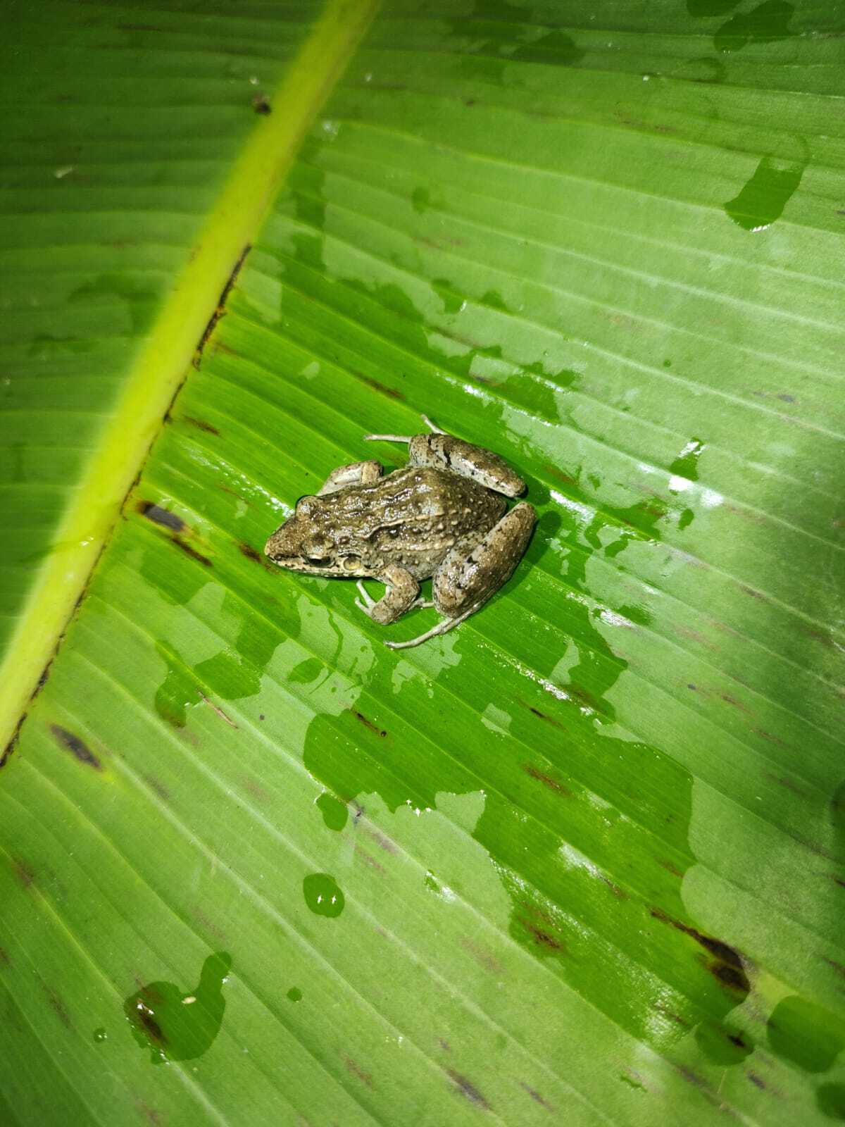 Leptodactylus fragilis (Brocchi, 1877)